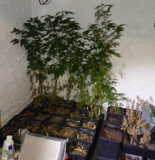 ZOLL-S: Kreis Lörrach: Zollfahndung räumt Cannabis-Plantage