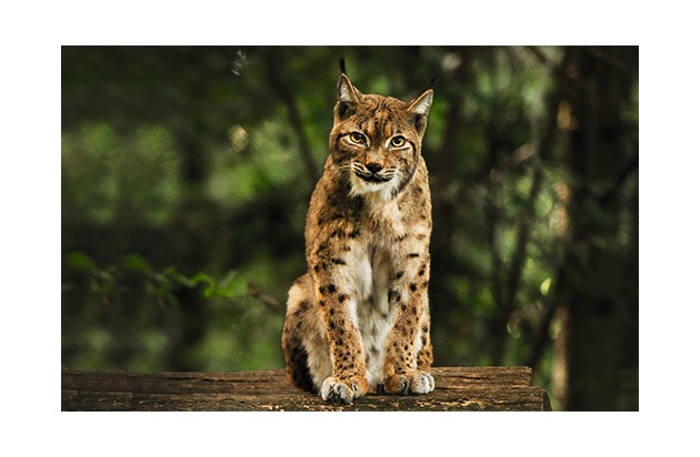 Graubünden darf den Luchs nicht politisch blockieren