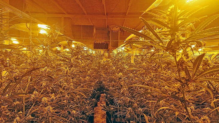 POL-ME: Illegale Cannabisplantage entdeckt: Polizei stellt rund 700 Pflanzen sicher - Mettmann - 2102020