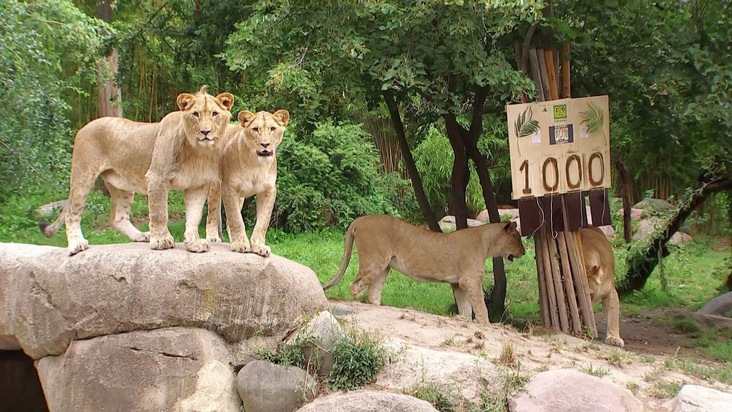 1000 Folgen „Elefant, Tiger &amp; Co.“ im MDR – die „Urmutter der deutschen Zoo-Dokusoaps“ feiert Jubiläum