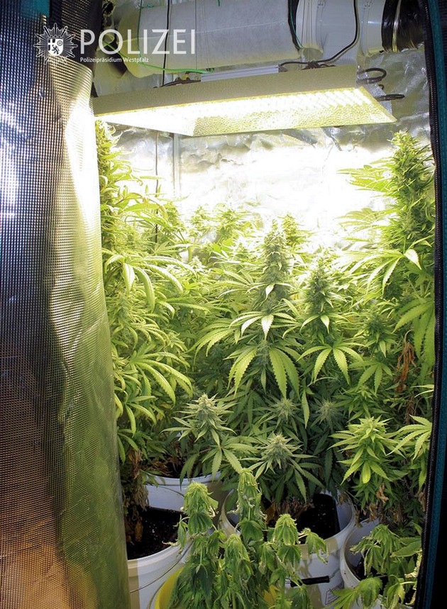 POL-PPWP: Illegal Cannabis angebaut