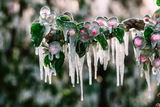 Obstbäume: Eis als Frostschutz - Paradox, aber wirksam