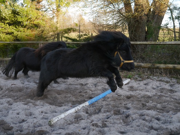 POL-FL: Glücksburg: Shetlandpony gestohlen