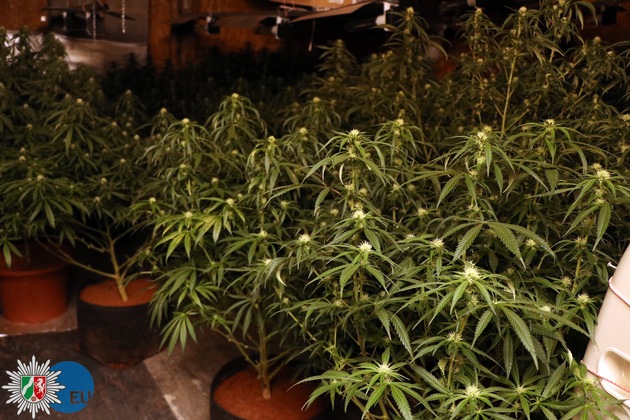 POL-EU: Cannabis-Indoor-Plantage entdeckt - Ehepaar vorläufig festgenommen