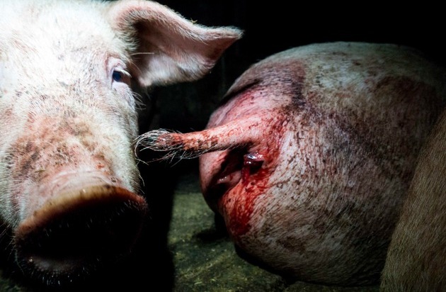 tierretter.de e.V.: Tierrechtsverein veröffentlicht Videoaufnahmen aus dem Schweinemastbetrieb der neuen Landwirtschaftsministerin (CDU) von Nordrhein-Westfalen