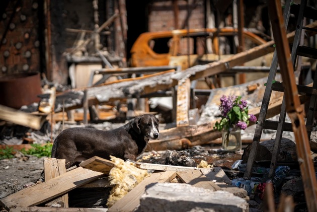 Aus den Ruinen: Wie streunende Tiere in den Strassen von Bucha und anderen ukrainischen Städten versorgt werden
