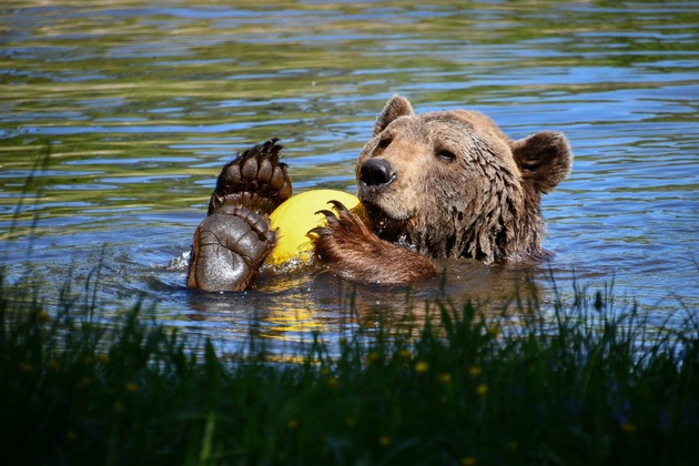 En été, même les ours cherchent à rester au frais