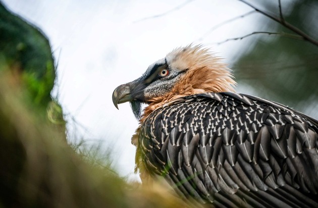 Verband der Zoologischen Gärten (VdZ): Mit Artenschutz unsere Erde erhalten / Zooverband appelliert zum Tag des Artenschutzes für gemeinsames Handeln