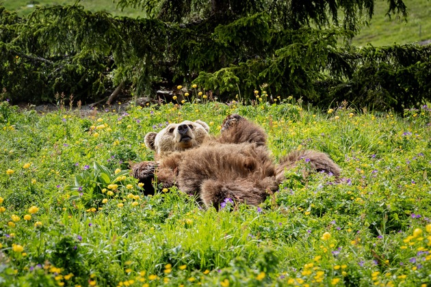 En été, même les ours cherchent à rester au frais