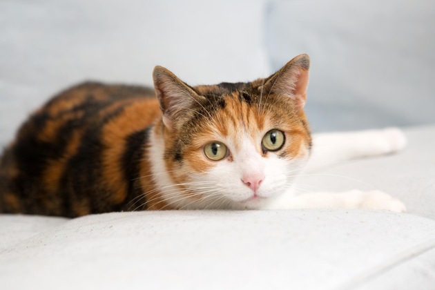 Les animaux de compagnie méritent aussi des vacances paisibles