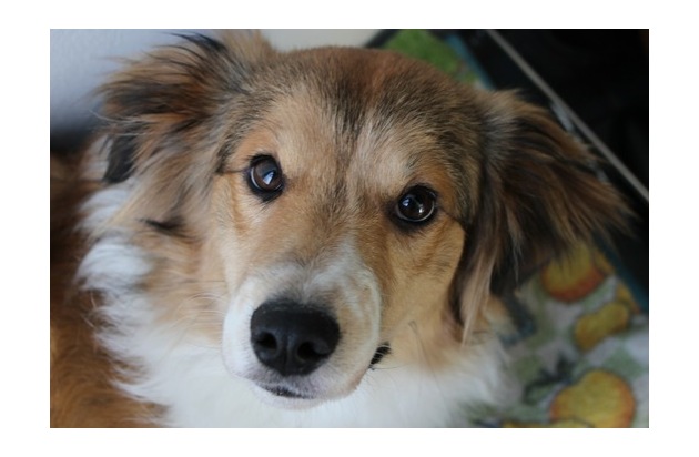 Passage à l’heure d’été: un défi pour les animaux de compagnie et la faune sauvage