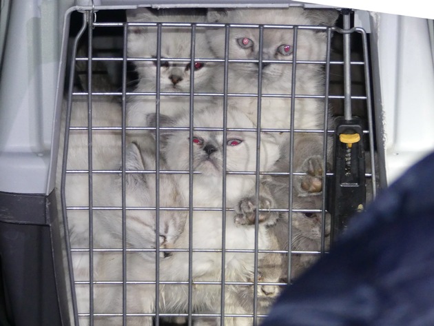 POL-GM: Illegaler Tiertransport: Hunde- und Katzenwelpen gerettet