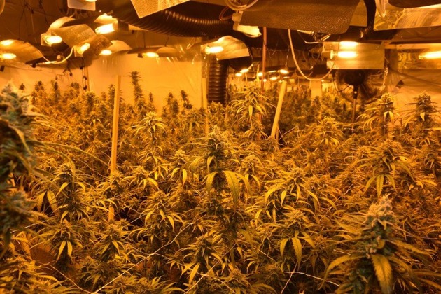 POL-LG: ++ &quot;einen guten Riecher&quot;++ Polizei hebt professionelle Indoor-Plantage aus ++ fast 600 erntereife Cannabispflanzen und hochwertiges Equipment in ehem. Baumarkt ++ Ermittlungen gegen 50 Jahre ...