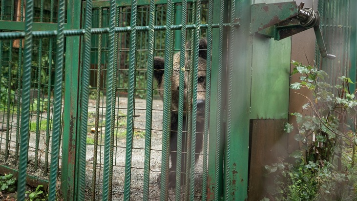 VIER PFOTEN befreit Restaurantbärin Mici