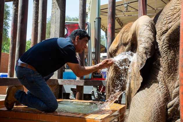 A Karachi, la guérison de  l&#039;éléphante Noor Jehan est en bonne voie