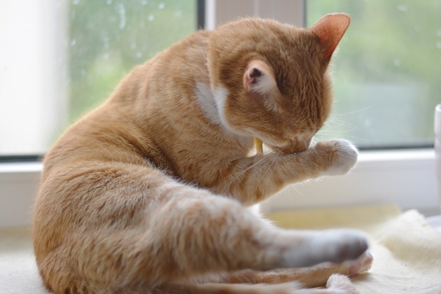 Was bei Katzenallergie helfen kann – und was nicht