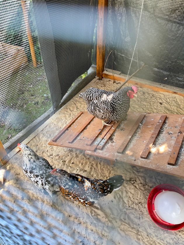 FW-DT: Brennender Gartenschuppen - Vier Hühner gerettet