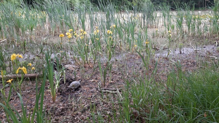 BPOL NRW: Die Bundespolizei - gefragte Tierretter im Einsatz