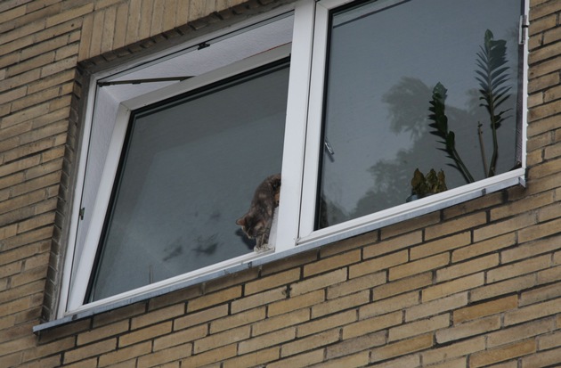 FW-E: Feuerwehr rettet Katze aus gekipptem Fenster und entdeckt dabei auch eine tote Katze