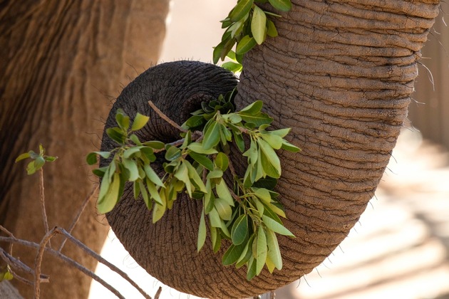 Update après le transfert: l’éléphant Charley se retrouve pour la première fois dans la savane africaine