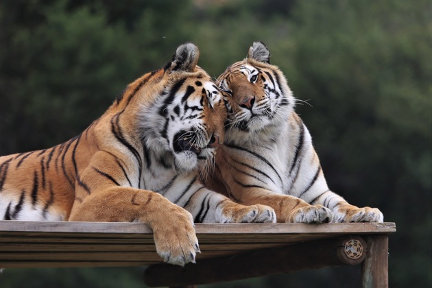 L’amour des animaux à la Saint-Valentin
