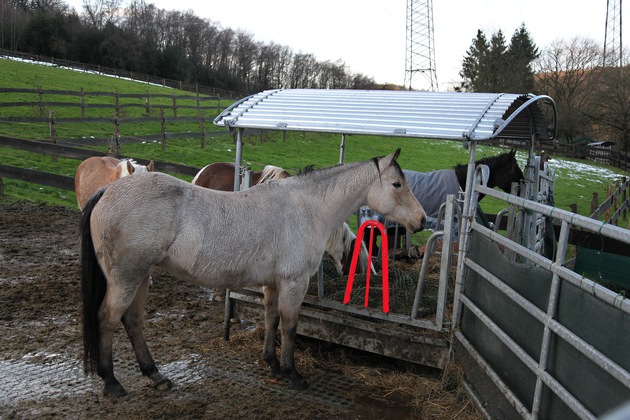 FW-E: Tierrettung in Essen-Kupferdreh, 18 Jahre alte Stute mit Hufen in Futterraufe verklemmt