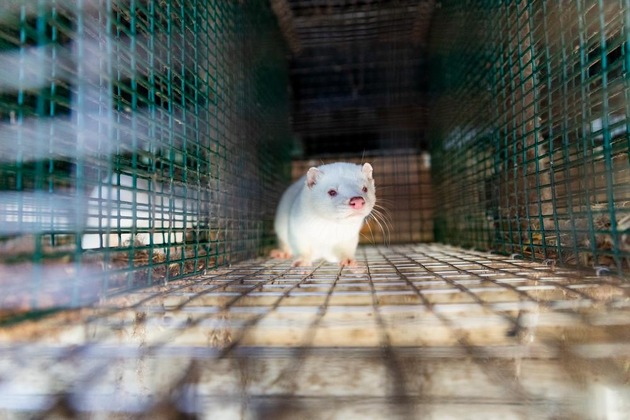 Zukunftsstudie zur Pandemieprävention: Forscher:innen schlagen Alarm / VIER PFOTEN verdeutlicht Zusammenhänge zwischen Gesundheit, Tierwohl und Pandemien