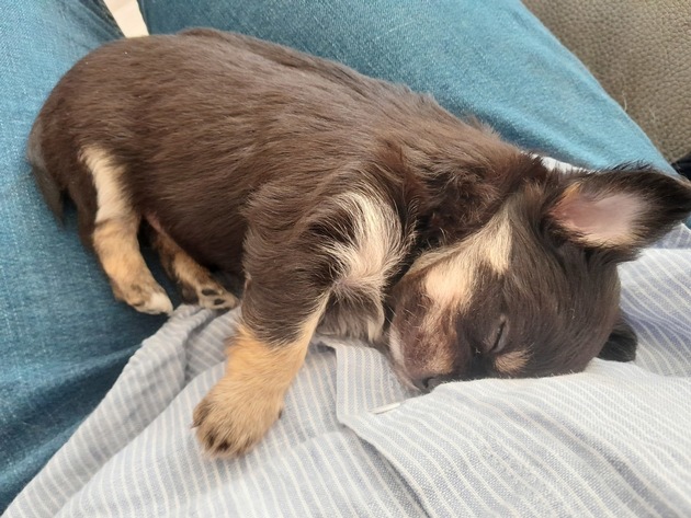 Beauté fatale: les dérives de l’élevage de chiots vendus sur les réseaux sociaux