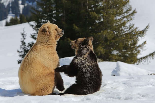 Bär Napa, der erste Bewohner vom Arosa Bärenland, hat uns heute im Alter von 14 Jahren verlassen