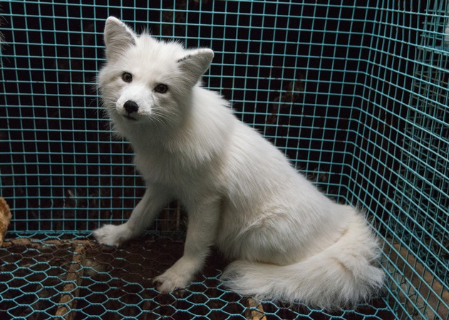 Pelzlobby statt Tierschutz? Neues Schlupfloch gef&auml;hrdet wirksames Pelzimportverbot
