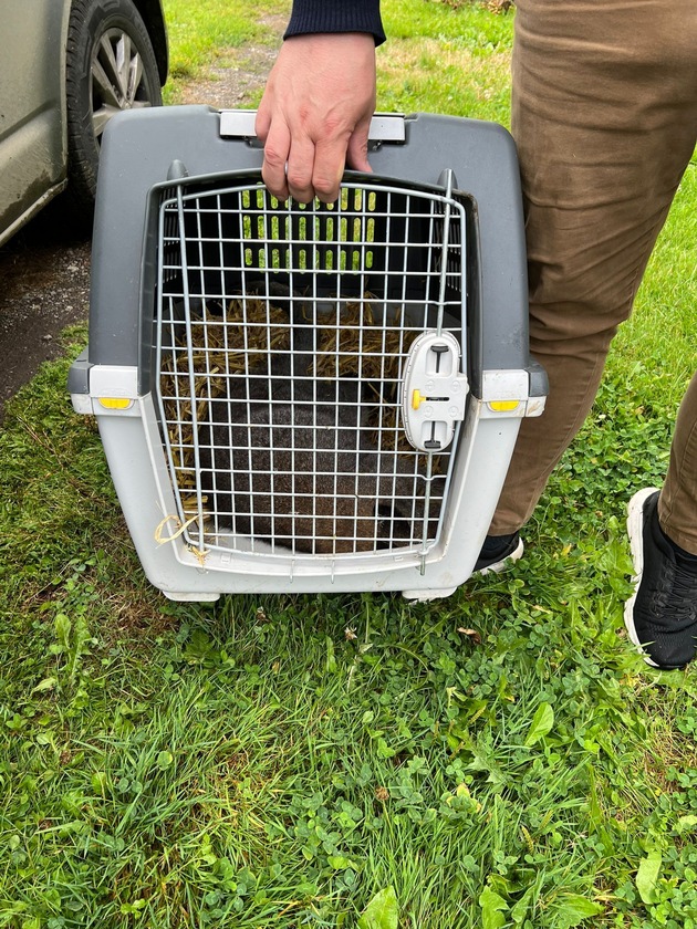 POL-STD: Känguru in Gewahrsam genommen - Serengetipark wird neues Zuhause