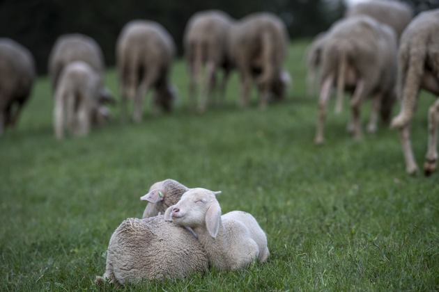 QUATRE PATTES adresse une lettre ouverte à l’industrie lainière australienne pour exiger la fin de la pratique cruelle du mulesing