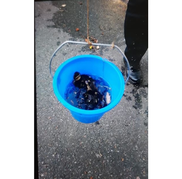 POL-CE: Celle - Polizei angelt Entenküken aus Gulli