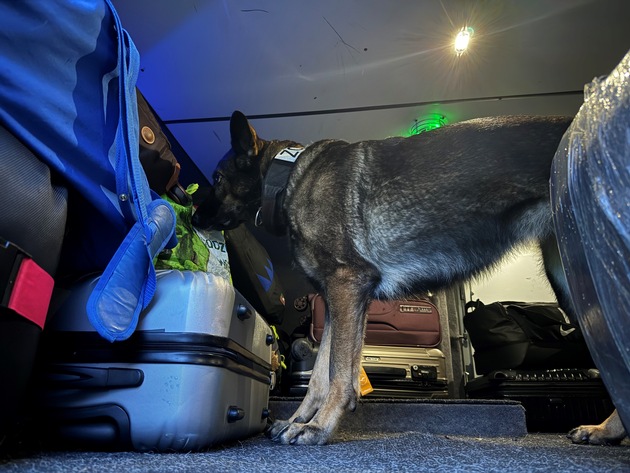 HZA-UL: Drogenspürhündin Maila findet Marihuana im Fernbus/Zwischenbilanz einer Zoll-Spürhunde-Karriere