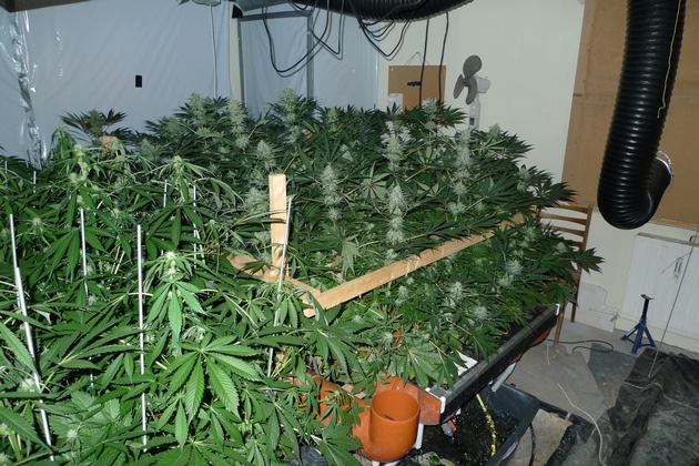 LKA-SH: Cannabis-Indoor-Plantage ausgehoben