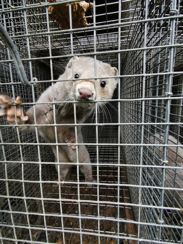 Schock-Szenen aus der Gaskiste: SOKO Tierschutz deckt Tierqual in Pelzindustrie auf / Todeskampf der Nerze im Gas