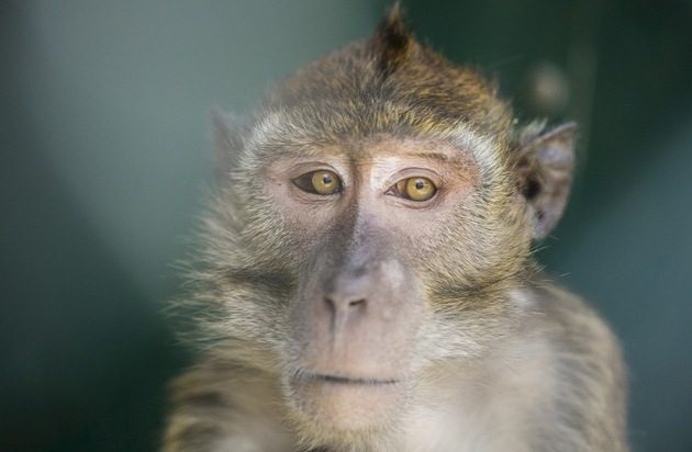 Schweizer Tierschutz STS: Primatenversuche: Wenn sie die Wahl h&auml;tten ...