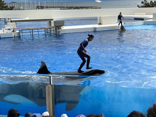 Orcas und Trainer:innen in Gefahr: In japanischen Seaworld-Parks herrschen Tierleid und Sicherheitsrisiken