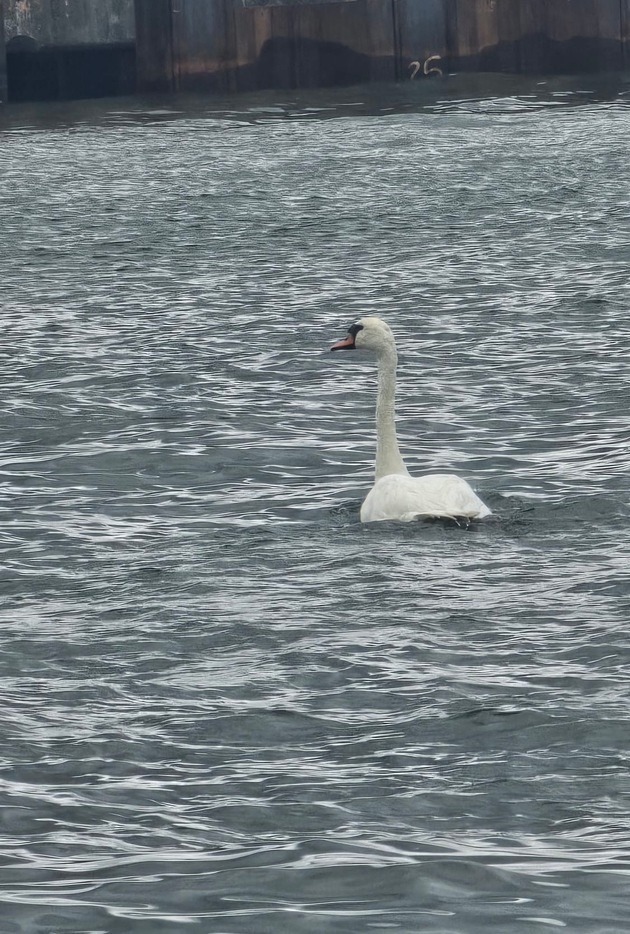 LWSPA M-V: Tierische Rettungsaktion im Seehafen Rostock