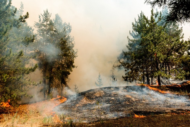 Waldbrandgefahr nimmt zu - Mensch für den Wald derzeit größte Gefahr