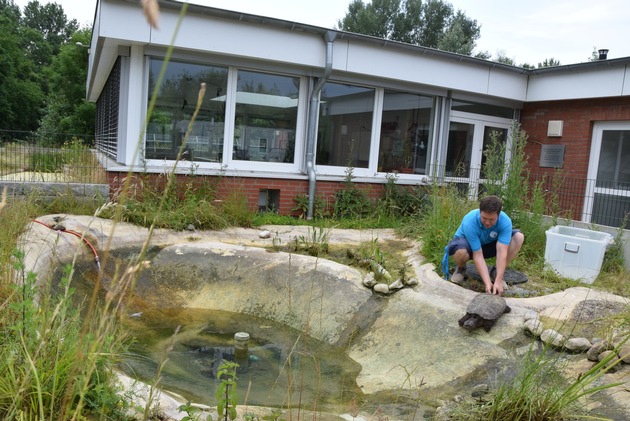 Tierschutzzentrum PM - Weidefeld nimmt Schnappschildkröte auf