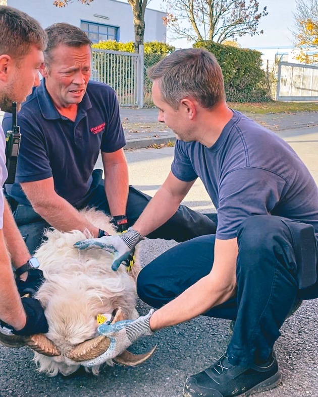 FW-DT: Herrenloses Schaf und unklare Rauchentwicklung beschäftigen Detmolder Feuerwehr