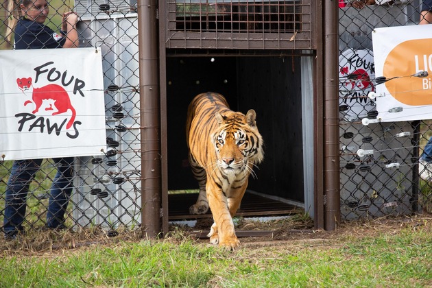 Von Argentinien nach Südafrika: «Train Tigers» spüren erstmals Gras unter ihren Pfoten