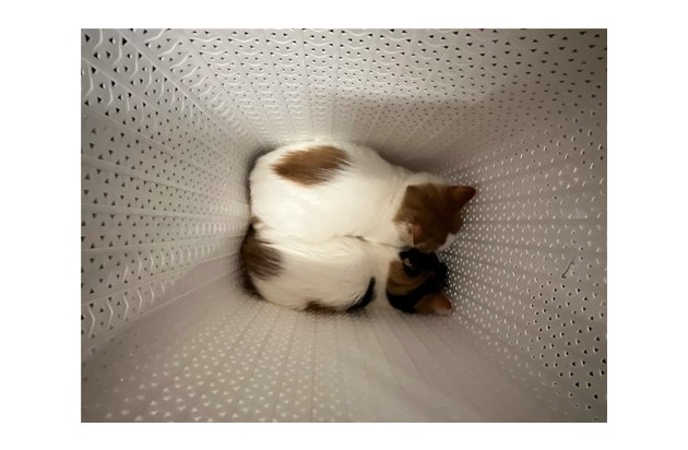POL-HS: Junge Katzen ausgesetzt / Zeugenhinweise erbeten