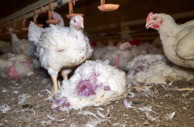 ANINOVA: Getreten, geworfen, misshandelt: ANINOVA deckt Tierqu&auml;lerei in zwei Wiesenhof-H&auml;hnchenmastbetrieben in Niedersachen auf