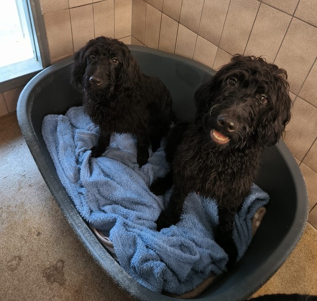 POL-FL: Medelby/Holt: Sieben Hunde aufgefunden - Hinweise erbeten