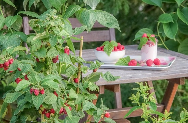 JardinSuisse: Framboises franchement divines ...