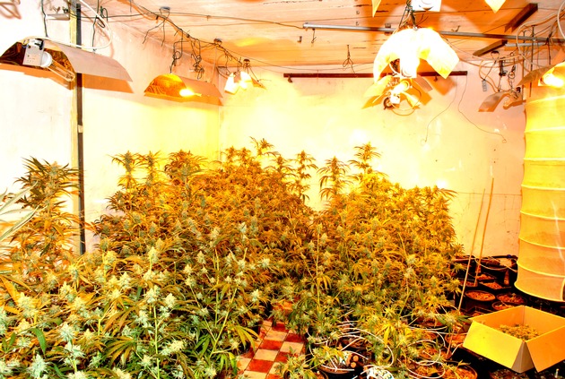 POL-REK: Cannabisplantage aufgedeckt- Erftstadt