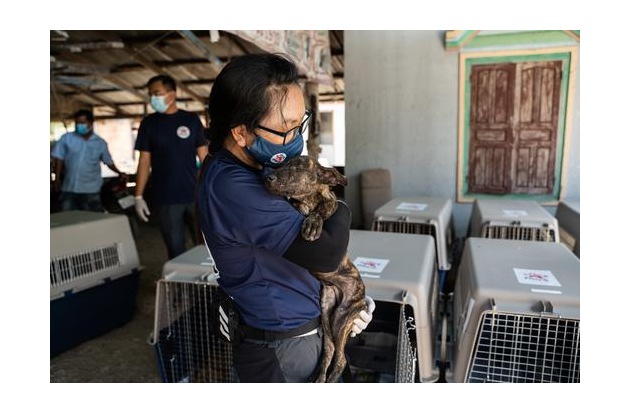 Un million de chiens tués : QUATRE PATTES fait fermer un abattoir au Cambodge
