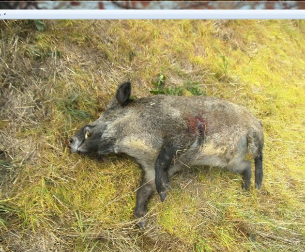 POL-DN: Wilderer legt Wildschwein ab